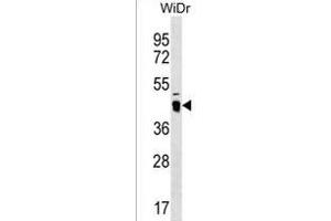 ATAD3C Antibody (Center) (ABIN1537869 and ABIN2850335) western blot analysis in WiDr cell line lysates (35 μg/lane). (ATAD3C 抗体  (AA 146-172))