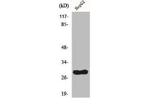 Western Blot analysis of HepG2 cells using CdcA3 Polyclonal Antibody (CDCA3 抗体  (C-Term))