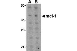 Western Blotting (WB) image for anti-Induced Myeloid Leukemia Cell Differentiation Protein Mcl-1 (MCL1) (C-Term) antibody (ABIN1030511) (MCL-1 抗体  (C-Term))