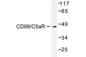 Image no. 1 for anti-Complement Component 5a Receptor 1 (C5AR1) antibody (ABIN272007) (C5AR1 抗体)