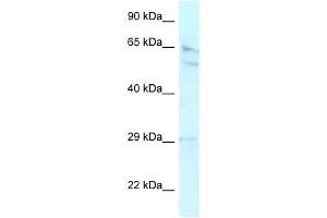 Western Blot showing RBBP5 antibody used at a concentration of 1. (RBBP5 抗体  (Middle Region))