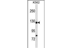 Western blot analysis in K562 cell line lysates (35ug/lane). (HIRA 抗体  (N-Term))