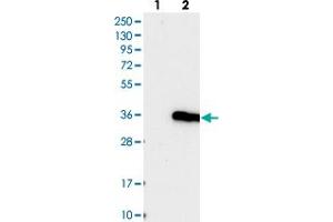 Western blot analysis of Lane 1: Negative control (vector only transfected HEK293T lysate), Lane 2: Over-expression Lysate (Co-expressed with a C-terminal myc-DDK tag (~3. (IFT43 抗体)