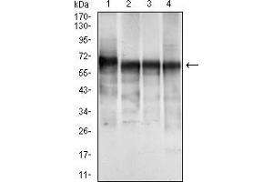 Western blot analysis using CK5 mouse mAb against A431 (1), MCF-7 (2), Hela (3) and HepG2 (4) cell lysate.