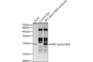 Immunoprecipitation (IP) image for anti-Chromobox Homolog 5 (CBX5) antibody (ABIN1678748)