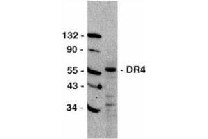 Western Blotting (WB) image for anti-Tumor Necrosis Factor Receptor Superfamily, Member 10a (TNFRSF10A) (C-Term) antibody (ABIN2479547) (TNFRSF10A 抗体  (C-Term))