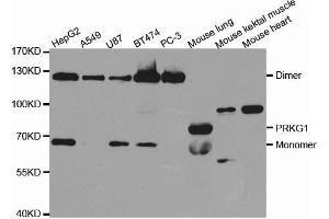 Western blot analysis of extracts of various cell lines, using PRKG1 antibody. (PRKG1 抗体  (AA 1-300))