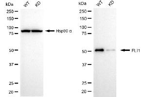 Western blotting analysis using FLI1 antibody (ABIN7798660). (Recombinant FLI1 抗体)
