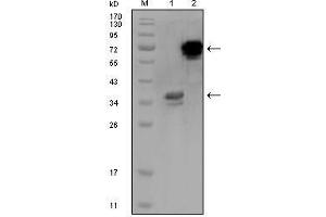 Western Blot showing HPS1 antibody used against truncated HPS1 recombinant protein (1) and HPS1-hIgGFc transfected CHO-K1 cell lysate (2). (HPS1 抗体)