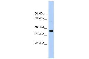 Western Blot showing WNT2B antibody used at a concentration of 1. (WNT2B 抗体  (Middle Region))