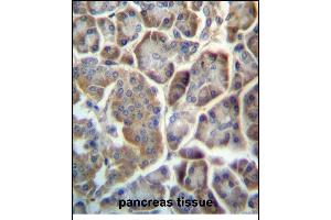 TMED9 Antibody (C-term) (ABIN657174 and ABIN2846305) immunohistochemistry analysis in formalin fixed and paraffin embedded human pancreas tissue followed by peroxidase conjugation of the secondary antibody and DAB staining. (TMED9 抗体  (C-Term))