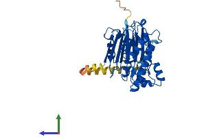 AlphaFold protein structure predicition of Mouse Recombinant Ppm1l Protein, UniprotID Q8BHN0