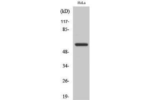 Western Blot (WB) analysis of HeLa cells using Akt1 Polyclonal Antibody.