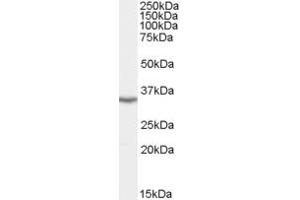 ABIN184658 staining (0. (LASP1 抗体  (N-Term))