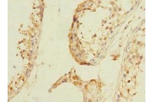 Immunohistochemistry of paraffin-embedded human testis tissue using ABIN7161998 at dilution of 1:100 (NPM2 抗体  (AA 1-136))