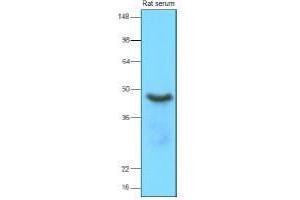 Western Blotting (WB) image for anti-serpin Peptidase Inhibitor, Clade A (Alpha-1 Antiproteinase, Antitrypsin), Member 12 (SERPINA12) (AA 21-414) antibody (ABIN317578)