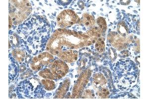LONRF1 antibody was used for immunohistochemistry at a concentration of 4-8 ug/ml to stain EpitheliaI cells of renal tubule (arrows) in Human Kidney. (LONRF1 抗体  (N-Term))