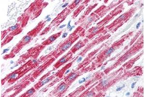 Human Heart (formalin-fixed, paraffin-embedded) stained with FOXA3 antibody ABIN214752 at 5 ug/ml followed by biotinylated goat anti-rabbit IgG secondary antibody ABIN481713, alkaline phosphatase-streptavidin and chromogen. (FOXA3 抗体  (AA 201-250))