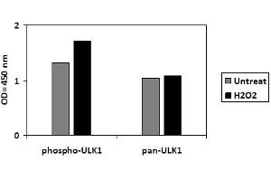 C2C12 cells were untreated or treated with 1mM H2O2 for 15 min. (ULK1 ELISA 试剂盒)
