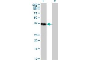 Western Blot analysis of ABT1 expression in transfected 293T cell line by ABT1 MaxPab polyclonal antibody. (Activator of Basal Transcription 1 抗体  (AA 1-272))