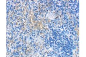 Image no. 1 for anti-Lymphocyte Antigen 96 (LY96) antibody (ABIN204170) (LY96 抗体)