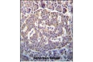 SCYL1 Antibody (N-term) (ABIN652299 and ABIN2841349) immunohistochemistry analysis in formalin fixed and paraffin embedded human pancreas tissue followed by peroxidase conjugation of the secondary antibody and DAB staining. (SCYL1 抗体  (N-Term))