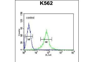 Flow cytometric analysis of K562 cells (right histogram) compared to a negative control cell (left histogram). (GAS2L1 抗体  (C-Term))