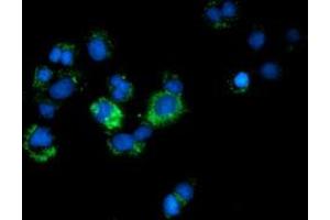 Immunofluorescence (IF) image for anti-Calcium Binding and Coiled-Coil Domain 2 (CALCOCO2) antibody (ABIN1497077) (CALCOCO2 抗体)