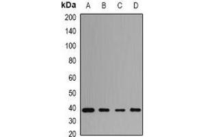 Western blot analysis of PENK expression in THP1 (A), HT29 (B), mouse brain (C), rat brain (D) whole cell lysates. (Enkephalin 抗体)
