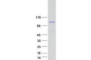 Western Blotting (WB) image for Ring Finger and WD Repeat Domain 2, E3 Ubiquitin Protein Ligase (RFWD2) (Transcript Variant 2) protein (Myc-DYKDDDDK Tag) (ABIN2730791)