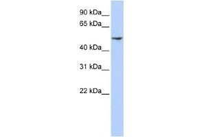 WB Suggested Anti-DCTN2 Antibody Titration: 0. (Dynamitin 抗体  (N-Term))