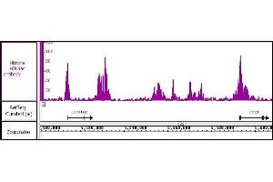Histone H3K4ac antibody (pAb) tested by ChIP-Seq Chromatin immunoprecipitation (ChIP) was performed using the ChIP-IT High Sensitivity Kit with 30 μg of HeLa cell chromatin and 10 μg of antibody. (Histone 3 抗体  (acLys4))