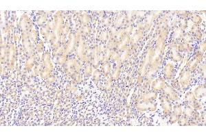 Detection of SCFR in Mouse Kidney Tissue using Polyclonal Antibody to Stem Cell Factor Receptor (SCFR) (KIT 抗体  (AA 343-527))