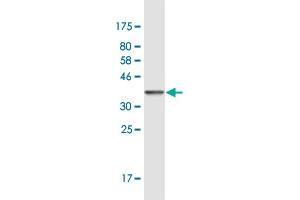 Western Blot detection against Immunogen (36. (Forkhead Box K2 抗体  (AA 561-660))