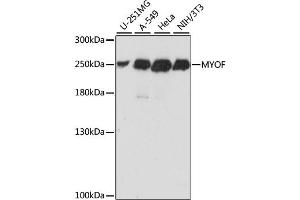 Western blot analysis of extracts of various cell lines, using MYOF antibody (ABIN6293320) at 1:1000 dilution. (Myoferlin 抗体)