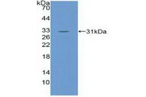 Detection of Recombinant EGFL7, Mouse using Polyclonal Antibody to EGF Like Domain Protein, Multiple 7 (EGFL7) (EGF Like Domain Protein, Multiple 7 (AA 22-275) 抗体)