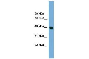GNAI3 antibody used at 0. (GNAI3 抗体  (Middle Region))