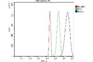 Flow Cytometry analysis of HL-60 cells using anti-RAE1 antibody (ABIN7602428).