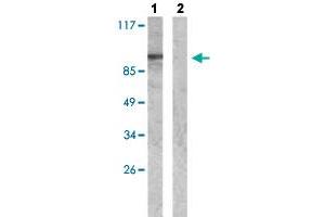 Western blot analysis of Lane 1: Insulin (0. (WASF1 抗体  (pTyr125))