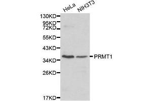 Western blot analysis of Hela cell and NIH3T3 cell lysate using PRMT1 antibody. (PRMT1 抗体  (AA 20-353))