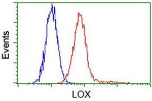 Image no. 2 for anti-Lysyl Oxidase (LOX) (AA 22-168) antibody (ABIN1491218) (LOX 抗体  (AA 22-168))