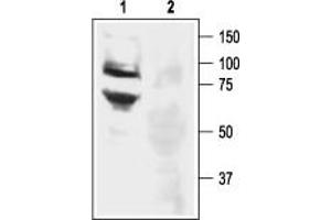 Western blot analysis of rat DRG lysate: - 1. (ASIC3 抗体  (Intracellular, N-Term))