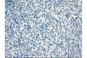 Image no. 13 for anti-P450 (Cytochrome) Oxidoreductase (POR) antibody (ABIN1497746) (POR 抗体)