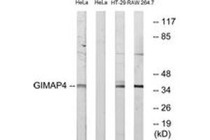 Western blot analysis of extracts from HeLa/HT-29/RAW264. (GIMAP4 抗体  (AA 131-180))