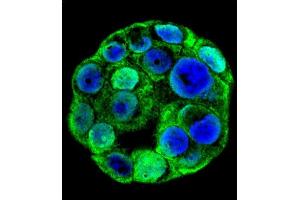 Confocal immunofluorescent analysis of SP1 Antibody (C-term ) (ABIN655398 and ABIN2844945) with WiDr cell followed by Alexa Fluor 488-conjugated goat anti-rabbit lgG (green). (SP1 抗体  (C-Term))
