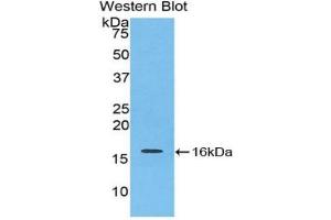 Detection of Recombinant IL16, Mouse using Polyclonal Antibody to Interleukin 16 (IL16) (IL16 抗体  (AA 1203-1322))