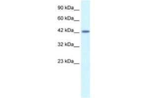 Western Blotting (WB) image for anti-Activating Transcription Factor 2 (ATF2) antibody (ABIN2460877) (ATF2 抗体)