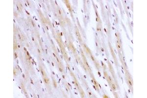 IHC-P testing of rat heart tissue