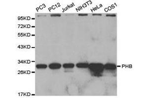 Western Blotting (WB) image for anti-Prohibitin (PHB) antibody (ABIN1874115) (Prohibitin 抗体)