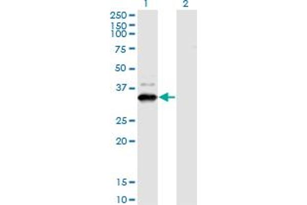 ZNF365 antibody  (AA 147-219)